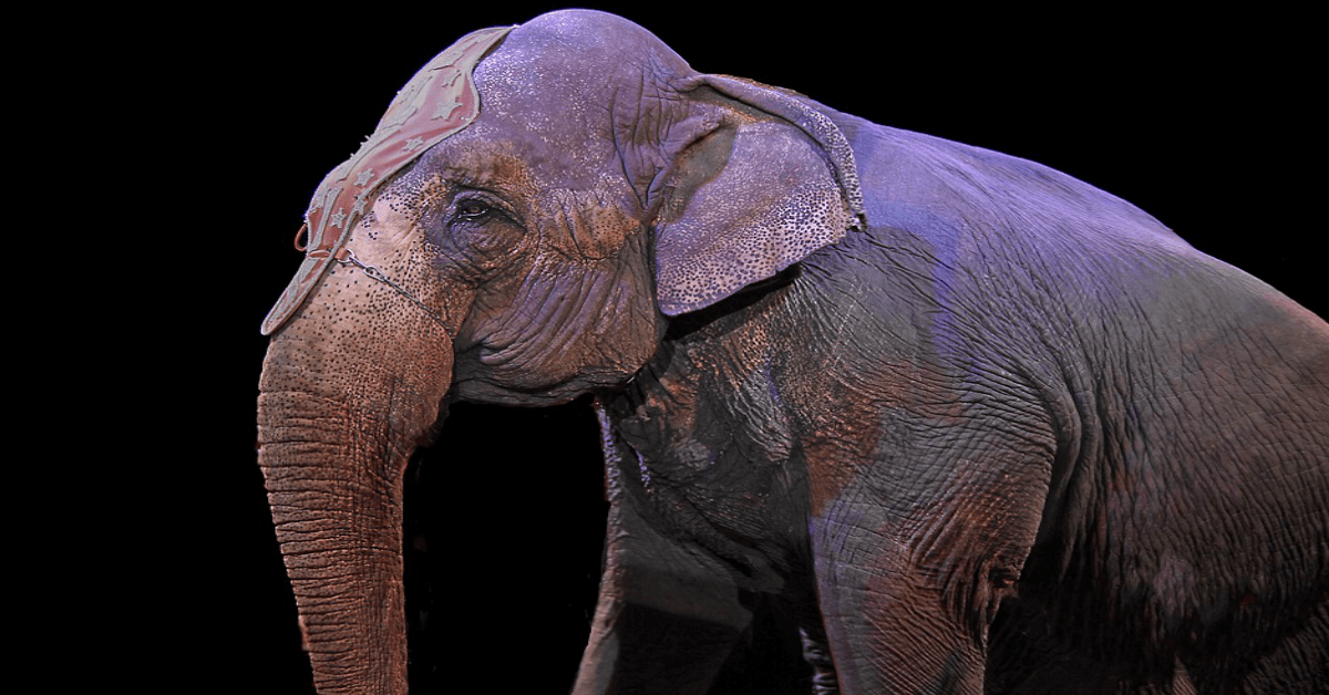 Many are calling for a Circus Ban at the DuPage Fairgrounds