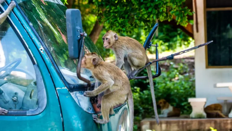 Truck Carrying Dozens of Monkeys Crashes on Mississippi Highway — Primates Reportedly Aggressive, Some Still on the Loose