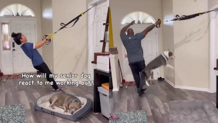 Viral Video Shows Hilarious Difference Between Senior and Young Dogs’ Reactions to Owner’s Workout
