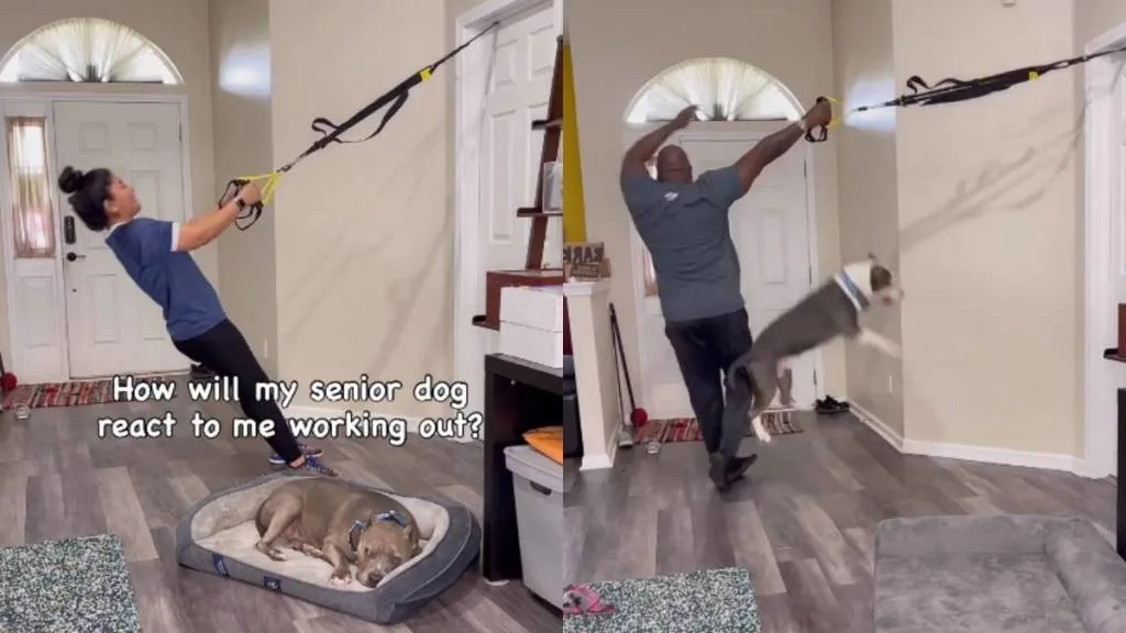 Viral Video Shows Hilarious Difference Between Senior and Young Dogs’ Reactions to Owner’s Workout