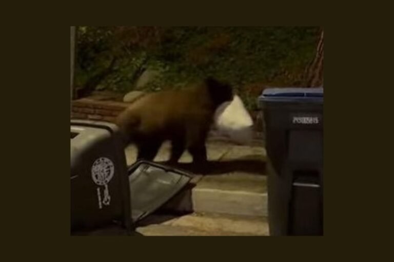 Bear Caught on Camera Stealing Bag of Trash in California Neighborhood