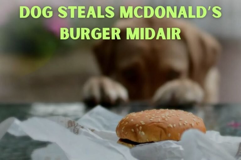 Dog Steals McDonald’s Burger Midair