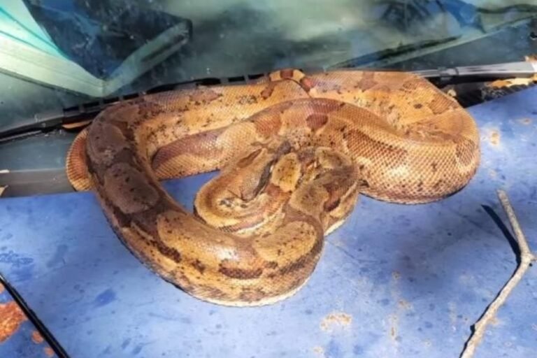 Florida Officers Find 5-Foot Boa Constrictor Resting on Car Hood in Clearwater