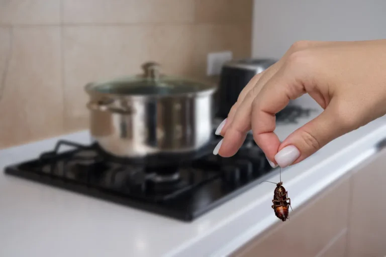 Tenant Discovers Dead Cockroaches in Kitchen Cabinets — and Landlord’s “Fix” Horrifies the Internet