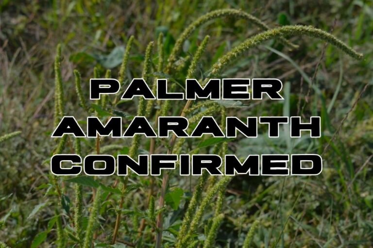 Palmer Amaranth Confirmed