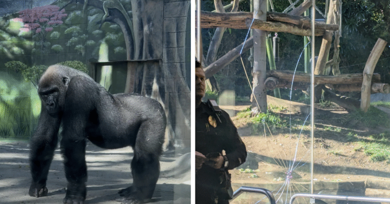 San Diego Zoo Gorilla Slams Into Glass Enclosure, Leaving Visitors Stunned by Shattering Impact