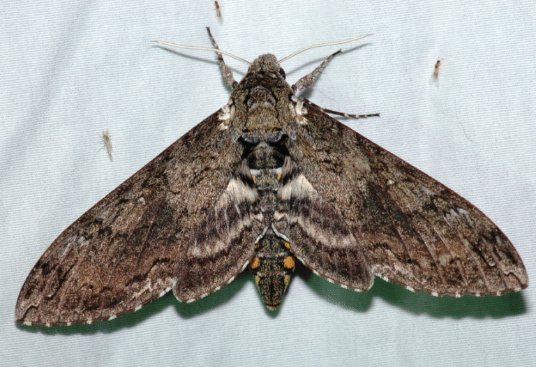 Moth Populations on the Rise Across Kansas After Mild