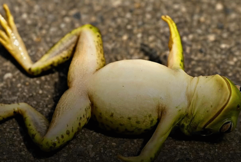 Scientists Discover Female Frogs Fake Their Own Deaths to Avoid Mating With Unwanted Males