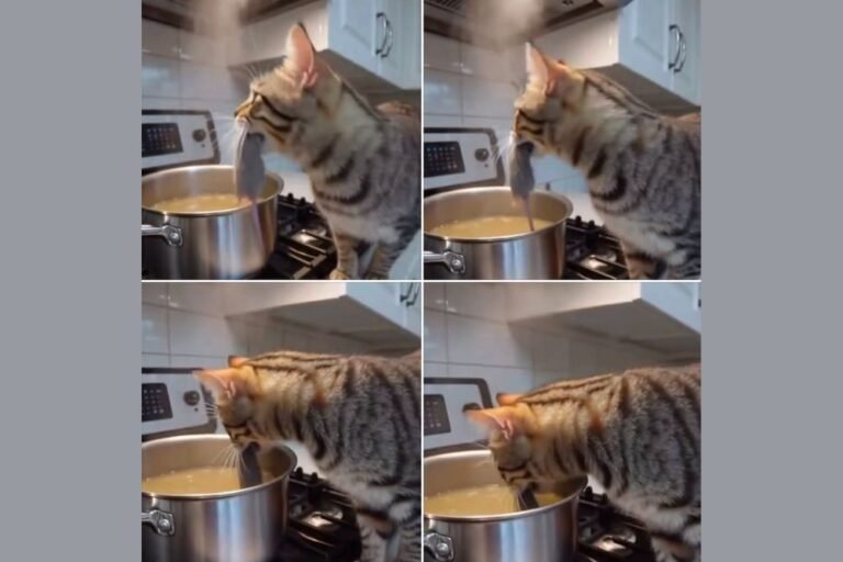 Security Camera Captures Cat Dropping Mouse Into Family’s Dinner Pot in California