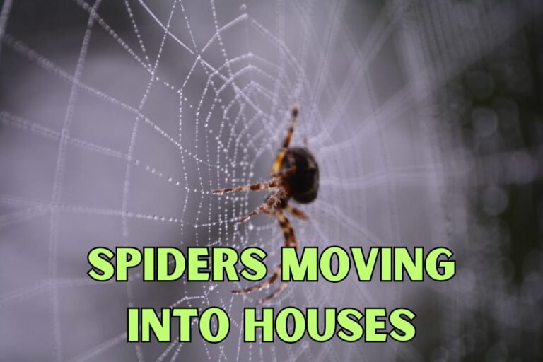 Spiders Moving Into Houses