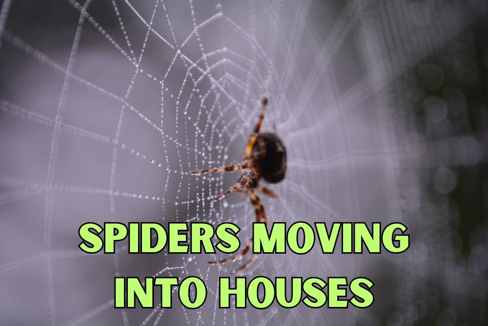 Spiders Moving Into Houses