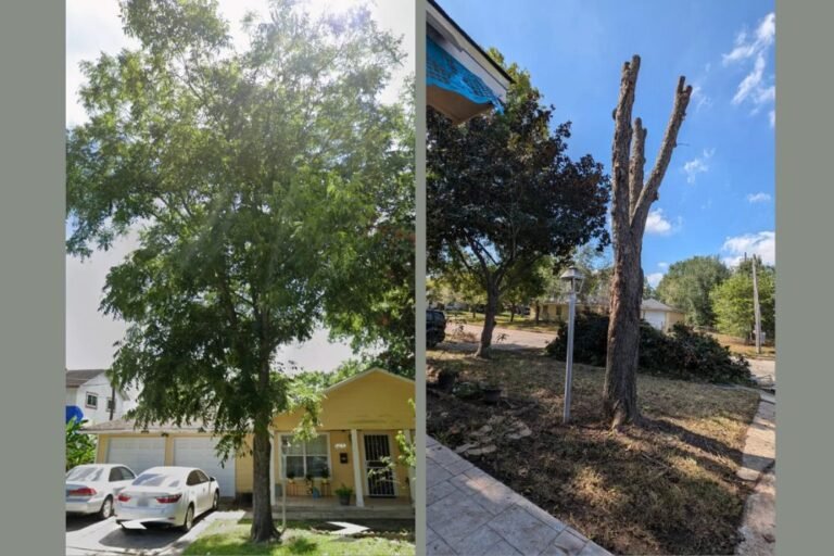 Tenant Furious After Landlord’s “Tree Trim” Turns Beloved Pecan Tree Into Bare Stump