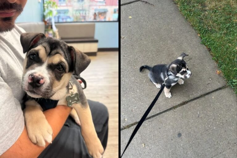 Texas Family Adopts Adorable Shelter Pup — Vets Say He Might Be a Cattle Dog Mix