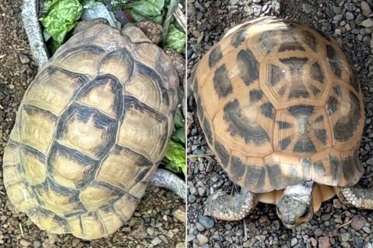 Two Critically Endangered Tortoises Stolen From Indianapolis Zoo Have Been Safely Recovered, Officials Say