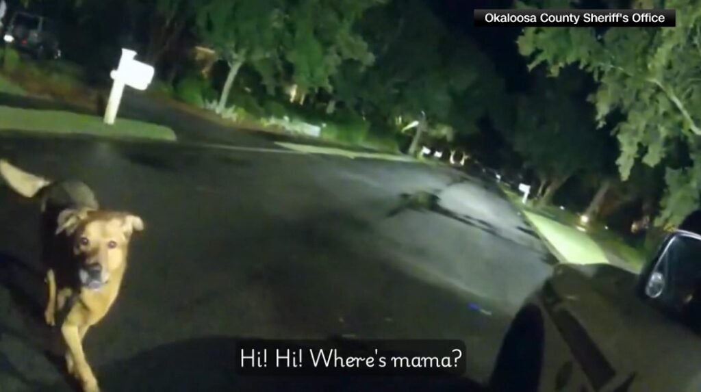Florida Dog Leads Deputy to Missing 86-Year-Old Woman After Fall During Evening Walk