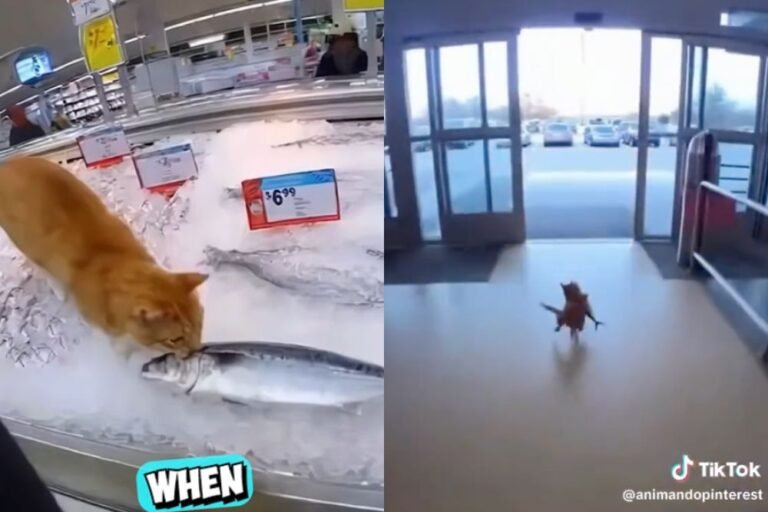 Viral TikTok Video of Cat Stealing a Fish Hits 200 Million Views in Just Two Days