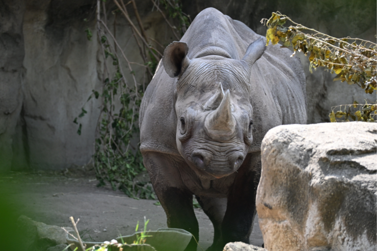 Lincoln Park Zoo Announces Rare Pregnancy Of Critically Endangered Eastern Black Rhino
