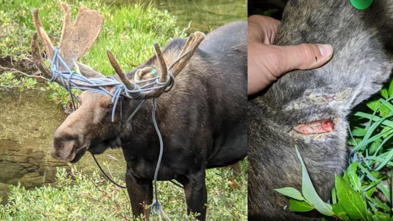 Alaska Wildlife Officials Rescue Moose Found With Cables And Cords Tangled In Antlers