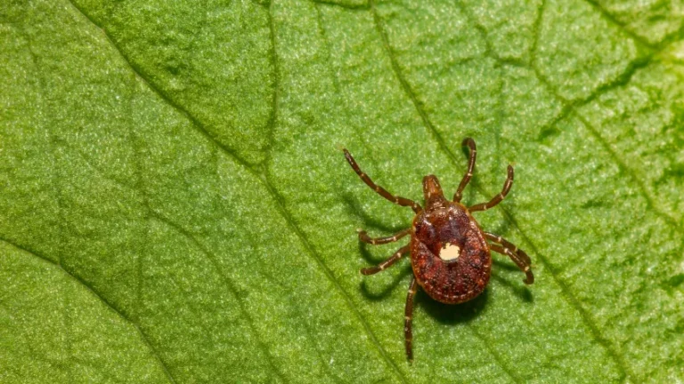 Invasive Tick That Can Reproduce Without a Male Found in Kansas for the First Time