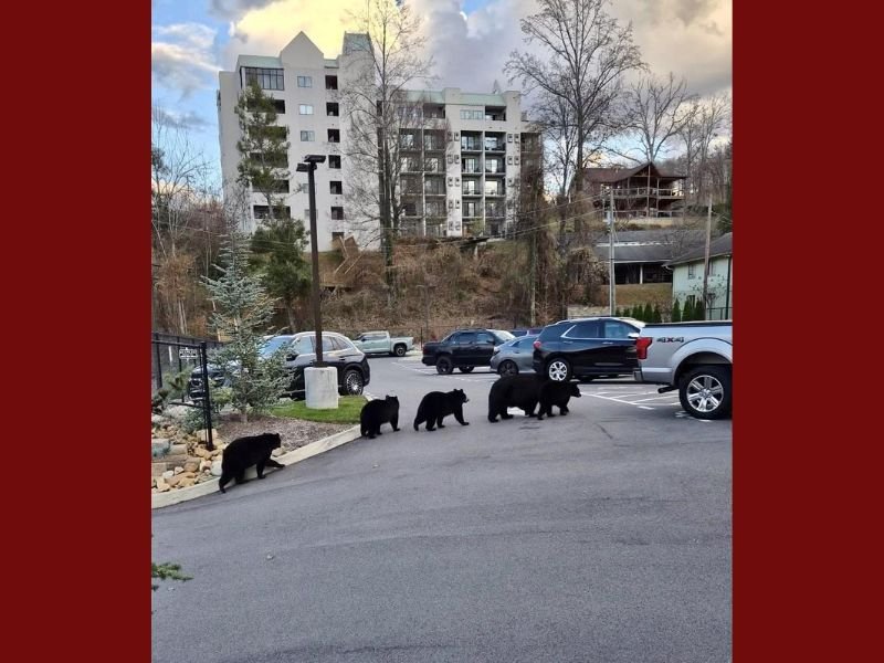 Black Bear Family Spotted Roaming Through Gatlinburg Parking Lot, Drawing Attention From Smoky Mountain Visitors