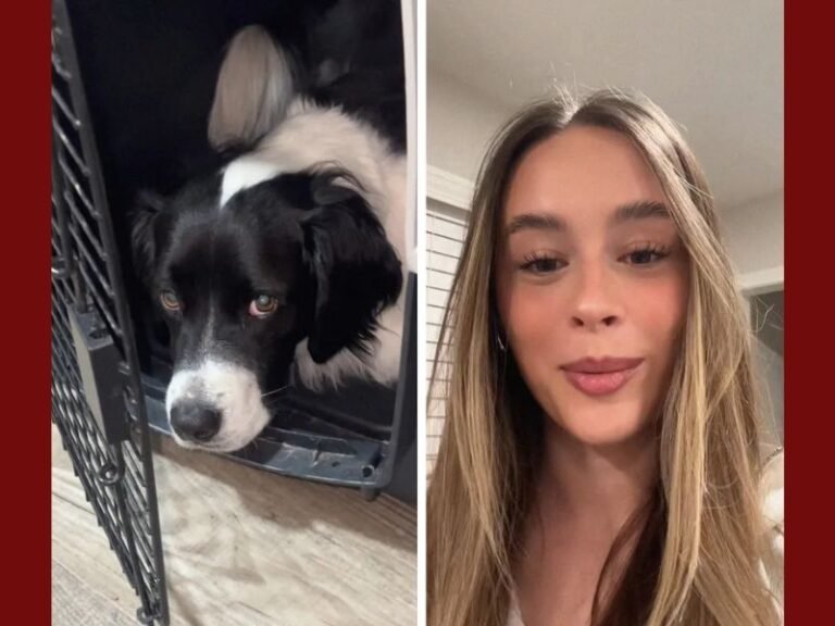 Houston Woman’s Viral Video Shows How Working From Home Changed Her Dog’s Behavior