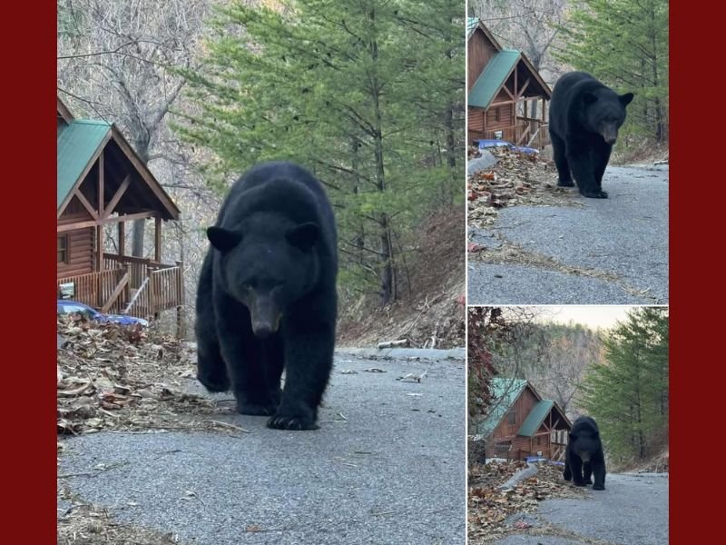 Large Black Bear Spotted Roaming Pigeon Forge Cabin Community, Prompting Safety Reminders for Smoky Mountain Visitors