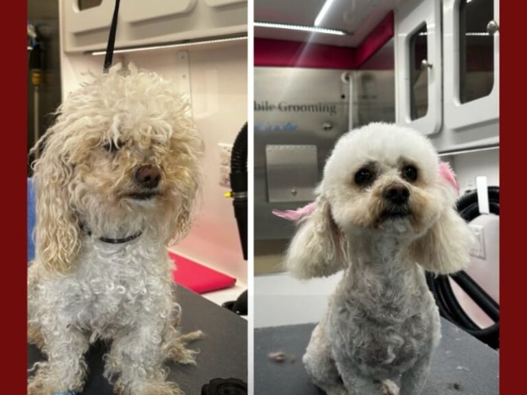 Los Angeles Nonprofit Gives Shelter Dogs Makeovers to Help Them Find Forever Homes