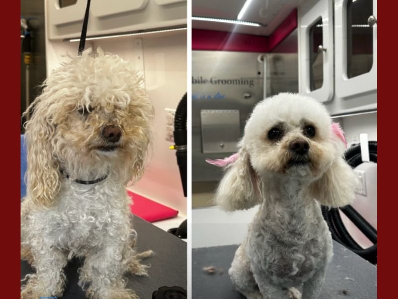 Los Angeles Nonprofit Gives Shelter Dogs Makeovers to Help Them Find Forever Homes