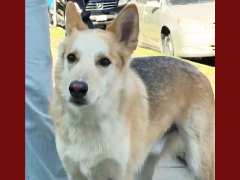 North Hollywood Dog Accidentally Ingests Meth During Morning Walk, Owners Warn Others to Stay Alert