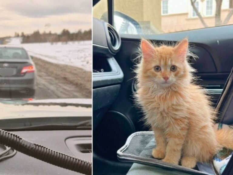 Ottawa Driver Fined After Claiming Her Cat Counted as a Passenger in Highway HOV Lane Stop