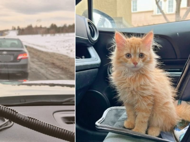 Ottawa Driver Fined After Claiming Her Cat Counted as a Passenger in Highway HOV Lane Stop