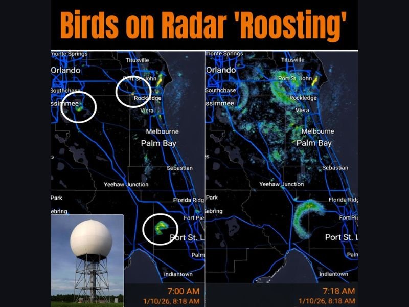 Florida Morning Radar Captures Rare “Roost Ring” Bird Activity as Thousands Take Flight at Sunrise