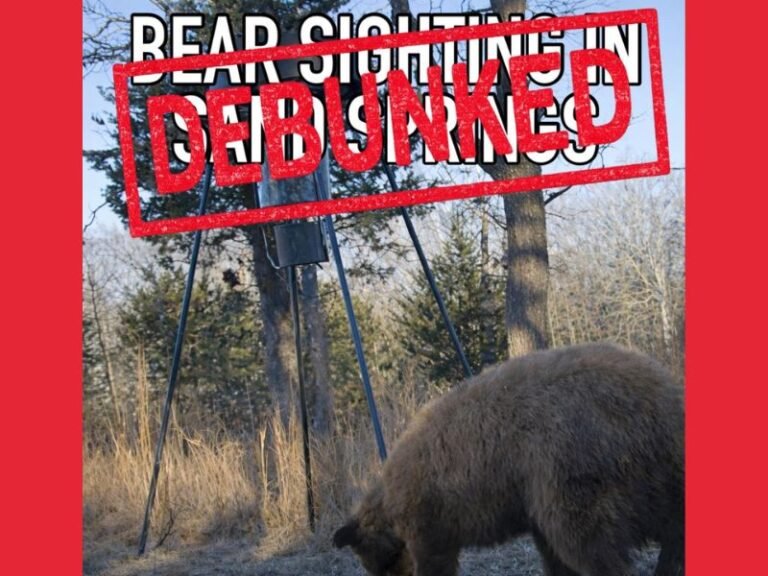 Oklahoma Wildlife Alert: Possible Black Bear Sighted Near Discovery Land in Sand Springs After Trail Camera Capture