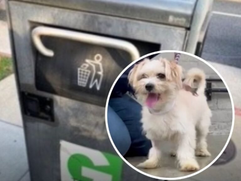 Puppy Found Abandoned Inside Self-Compacting Trash Can in Gardena Rescued and Adopted by Police Officer
