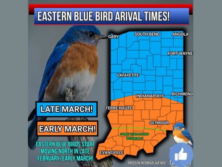 Eastern Bluebirds Begin Their Spring Push North: Indiana Sees Early March Arrivals While Northern Areas Wait Until Late March
