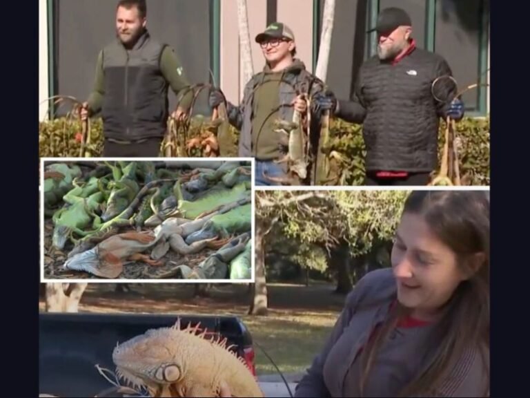 Florida Cold Snap Sends Iguanas Falling From Trees as Residents Scoop Up “Frozen” Reptiles Across the State
