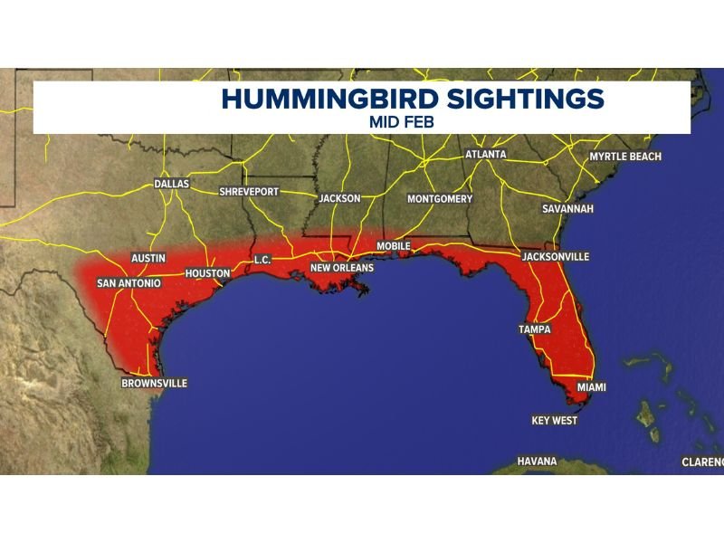 Hummingbird Sightings Surge Along Texas, Louisiana, Mississippi, Alabama, and Florida Gulf Coast as Mid-February Migration Begins