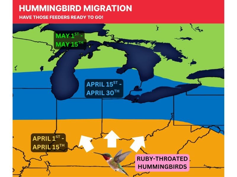 Ruby-Throated Hummingbirds Set to Reach Ohio by Early May as Migration Pushes North Through Midwest