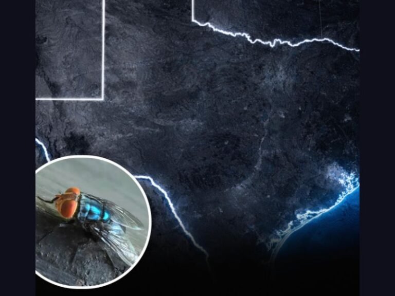 Texas Declares Disaster Emergency as “Flesh-Eating” New World Screwworm Fly Threat Moves North From Mexico