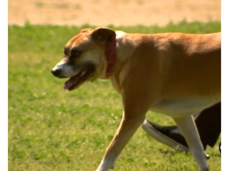 California Faces Dangerous March Heat Wave as Los Angeles and Southern Cities Brace for Record-Breaking Temperatures Under Rare Winter Warning