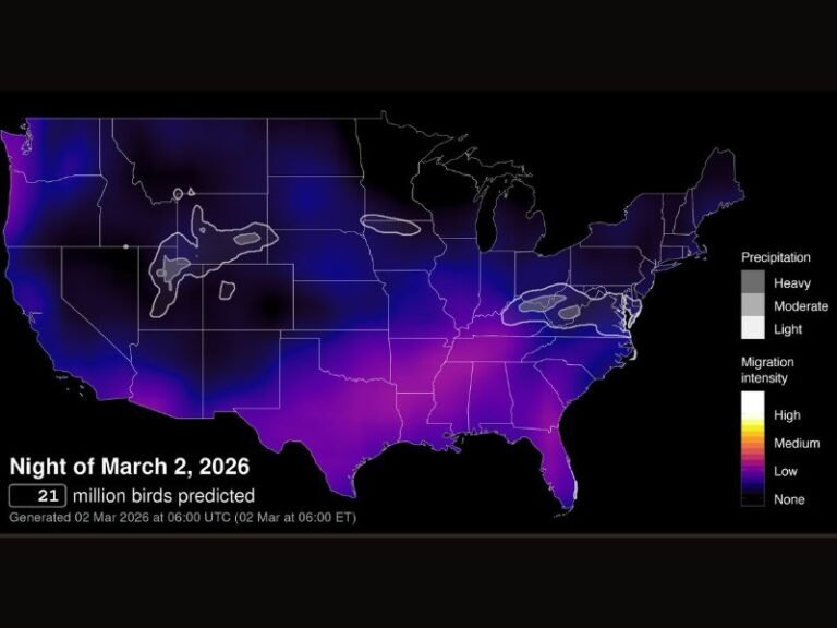 More Than 75 Million Birds Expected to Migrate Across the U.S. This Week as Spring Movement Intensifies From Texas to the Tennessee Valley