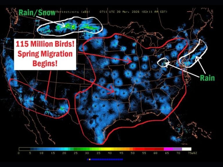 Ohio, Great Lakes, Texas and Arkansas See Massive 115 Million Bird Migration Surge as Spring Pattern Fuels Overnight Flights Across U.S.