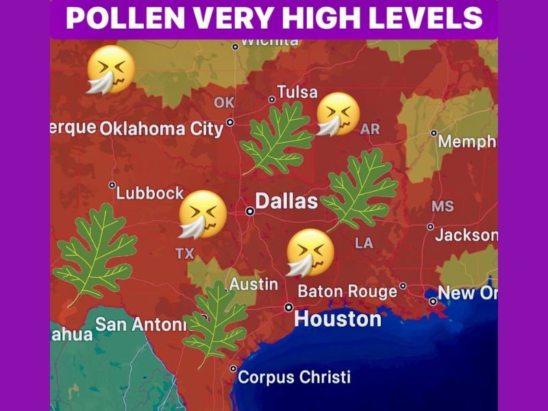Texas, Oklahoma, Arkansas and Louisiana Hit by Extreme Pollen Surge as Dallas, Houston and San Antonio See Peak Oak and Pine Levels Triggering Allergy Misery