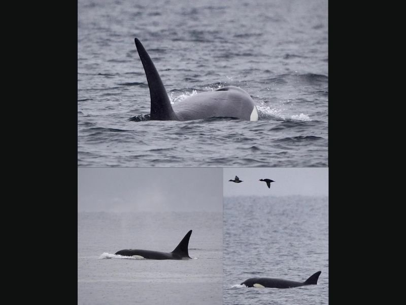 Washington Wildlife Sighting: Newly Identified Orca Group Spotted Near Alki Beach During First Visit to Puget Sound