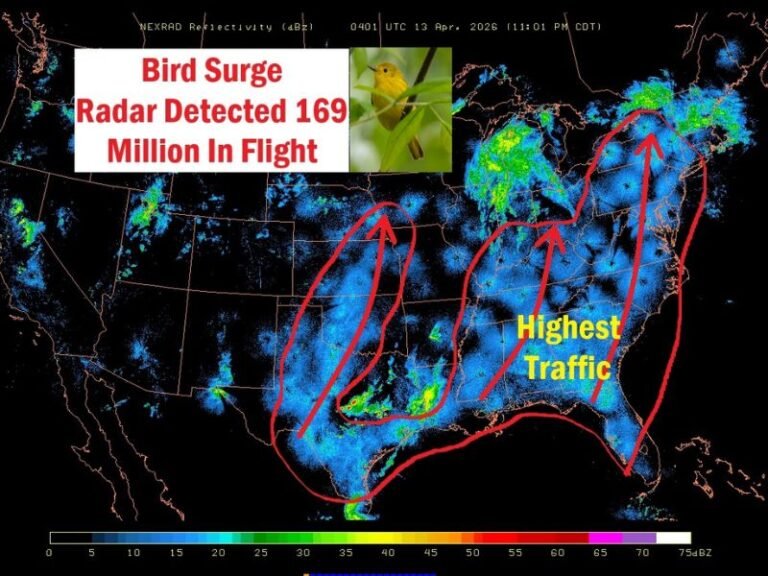 NEXRAD Radar Captures 169 Million Birds Surging North Overnight Across the Eastern United States — Nearly 10 Million in New York Alone in a Record Early-Season Migration Surge