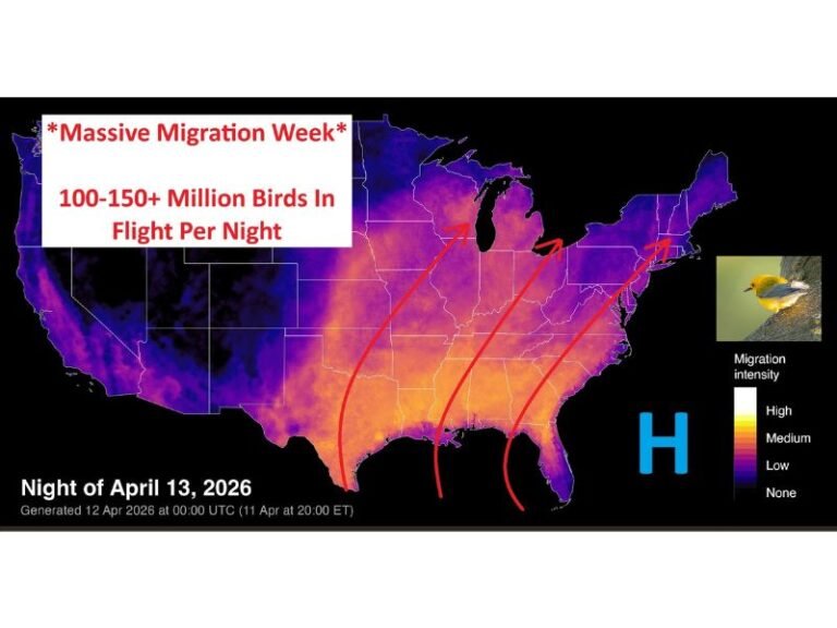 Next Week: Massive Spring Bird Migration Sweeps the Eastern United States With 100–150 Million Birds in Flight Per Night Driven by Rare May-Like Weather Pattern