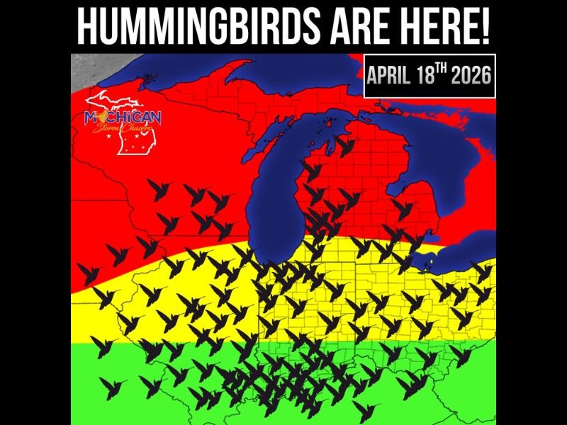 Ruby-Throated Hummingbirds Arrive Across Michigan Reaching as Far North as Traverse City Right on Schedule for April 2026