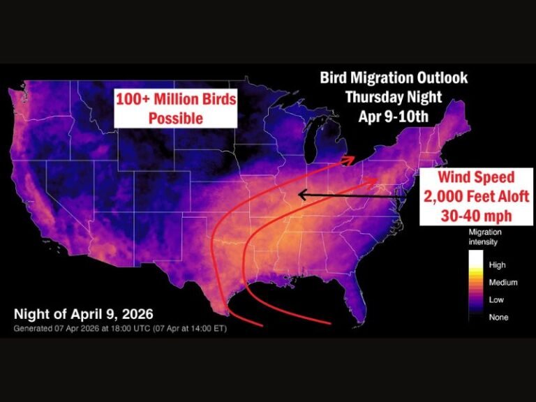 Thursday Night: Over 100 Million Birds Expected to Migrate Across United States With Strong Winds Creating Major Flyover Event