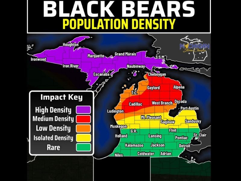 12,000 Black Bears Roaming Michigan Including Recent Sightings in West Michigan With High Density Population Across the Entire Upper Peninsula