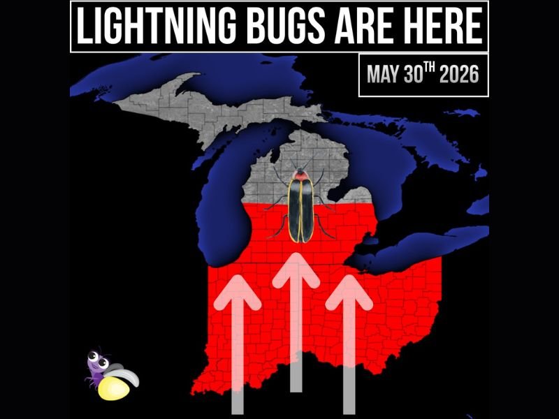 Lightning Bugs Officially Confirmed Arriving in Michigan With Population Advancing Northward From Indiana and Ohio as Summer Season Kicks Off Saturday May 30